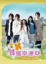 Cỏ may mắn mật ong